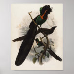 DG Elliot - Astrapia nigra Print