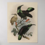 DG Elliot - Paradise Rifle-bird posters