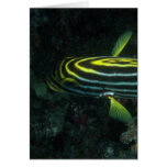 Diagonal Banded Sweetlip (Plectorhinchus lineatus) Greeting Card