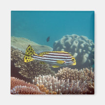 Diagonal Banded Sweetlip (Plectorhinchus lineatus) Refrigerator Magnet