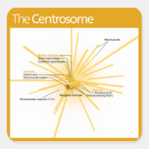 Diagram of a Centrosome Square Stickers