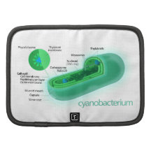 Diagram of a Typical Cyanobacteria Cell Folio Planners