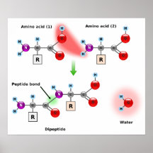 Diagram of an Amino Acid Peptide Bond Formation Print