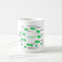 Diagram of Chloroplast Replication Cycle Mug