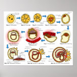 Diagram of Human Embryogenesis Reproductive System Print
