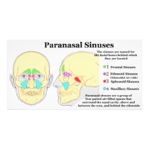 Diagram of Human Paranasal Sinuses Photo