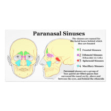 Diagram of Human Paranasal Sinuses Photo