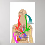 Diagram of Metastasis Sites for Common Cancers posters