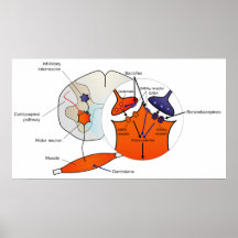 Diagram of Muscle Relaxant Effects Spasmolytics Posters