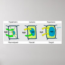 Diagram of Pressure Against the Cell Wall Turgor Print