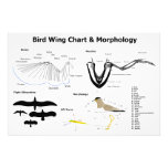Diagram of the Anatomy of Bird Wings Photo Art