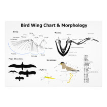 Diagram of the Anatomy of Bird Wings Photo Art