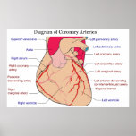 Diagram of the Coronary Arteries of a Human Heart Poster