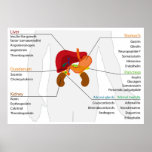 Diagram of the Endocrine Alimentary Gland System posters