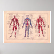 Diagram of the human body, French 1920 Posters