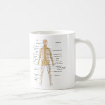 Diagram of the Human Body's Nervous System Mugs