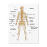 Diagram of the Human Body's Nervous System Postcard