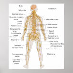 Diagram of the Human Body's Nervous System Poster