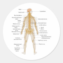 Diagram of the Human Body's Nervous System Stickers