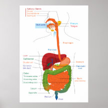 Diagram of the Human Digestive System Posters