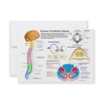 Diagram of the Human Vertebral Column Personalized Announcement