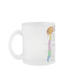 Diagram of the Human Vertebral Column Mugs