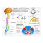 Diagram of the Human Vertebral Column Photo Art