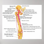 Diagram of the Main Arteries in the Human Thigh posters