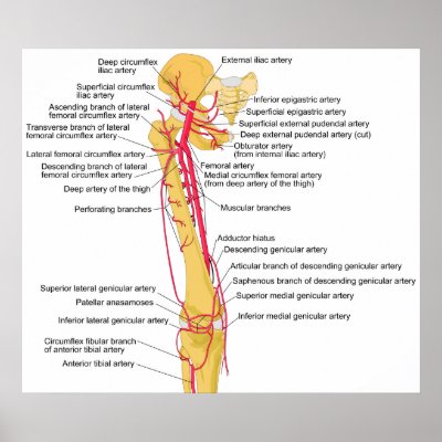 Diagram of the Main Arteries in the Human Thigh Poster by chartsanddiagrams
