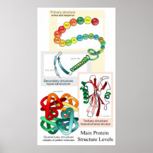 Diagram of the Main Protein Structure Levels Print
