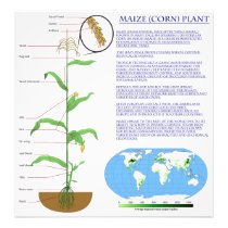 Diagram of the Maize Corn Plant Photo Print