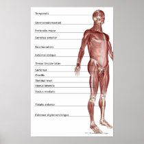Diagram of the muscular system posters