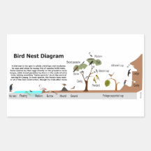 Diagram of Various Bird Nests Rectangular Sticker