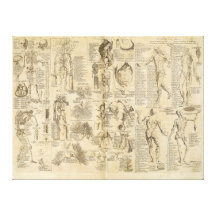 Diagramme anatomique de Cyclopaedia 1728 Toiles Tendues