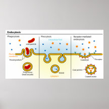 Diagramme de l'endocytose de processus d'absorptio posters