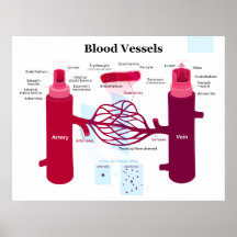 Diagramme de veines de capillaires d'artères de va posters