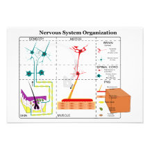 Diagramme des fonctions système de système nerveux invitations personnalisées