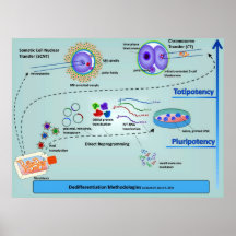Diagramme des méthodes cellulaires de différenciat posters