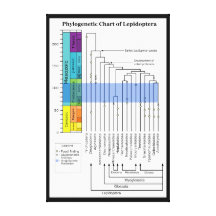 Diagramme phylogénétique des lignées de lépidoptèr toiles tendues