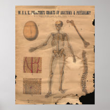 Diagramme squelettique vintage 1906 d'anatomie d'o posters