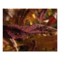 Diamond Focus Photograph