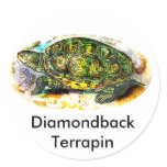 diamondback Terrapin Turtle from JungleWalk.Com Round Stickers