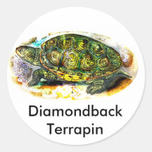 diamondback Terrapin Turtle from JungleWalk.Com Round Stickers