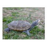 diamondback terrapin turtle postcard