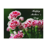 Dianthus  #1 postcard