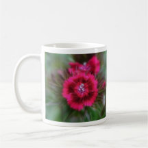 Dianthus Barbatus - Deep Red Coffee Mugs