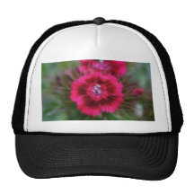 Dianthus Barbatus - Deep Red Hats