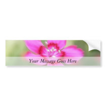 Dianthus Deltoides Flowers  - Close Up Bumper Sticker