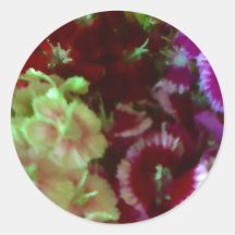 Dianthus Medley Sticker