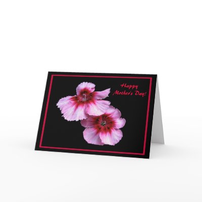 Dianthus Mother's Day by Bebops
